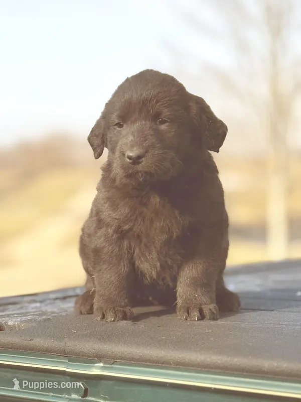 Shadow, a female Labrador Retriever for sale in Paris, KY – Photo 1 of 1