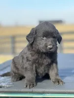 Beau, a female Labrador Retriever for sale in Paris, KY – Photo 2 of 4