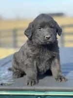 Beau, a female Labrador Retriever for sale in Paris, KY – Photo 4 of 4