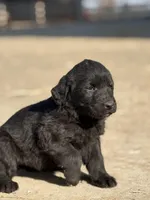 Beau, a female Labrador Retriever for sale in Paris, KY – Photo 1 of 4