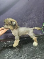 Little red hairless, a female Chinese Crested and Pekingese for sale in San Antonio, TX – 3 of 4