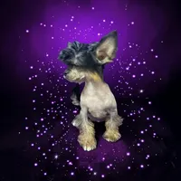 Siri true hairless, a female Chihuahua and Chinese Crested for sale in San Antonio, TX – 4 of 5