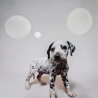 Greene, a male Dalmatian for sale in San Antonio, TX – 2 of 3