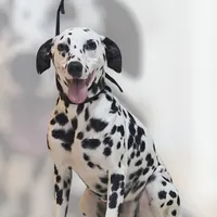 processed/bb35077c-5a24-4a83-989a-3d1ff36adc56/listing/14ddb837-e840-4a0e-aee3-4c0051481c4d/54d3b887-ddff-4552-b36d-26f0f7e330fd