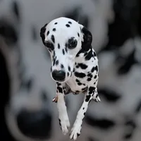 processed/bb35077c-5a24-4a83-989a-3d1ff36adc56/listing/14ddb837-e840-4a0e-aee3-4c0051481c4d/668fbe01-9366-4a30-94e6-503fa1eb90d1