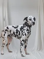 processed/bb35077c-5a24-4a83-989a-3d1ff36adc56/listing/14ddb837-e840-4a0e-aee3-4c0051481c4d/fa3f7ff0-38dd-4680-a1ef-4b0882ba4688