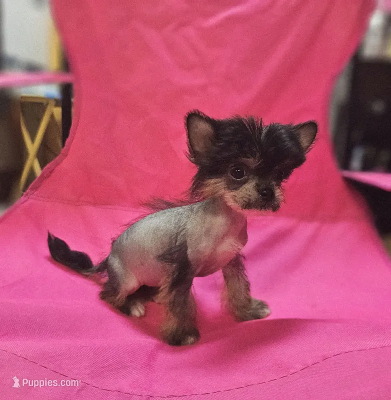 Siri true hairless – Chinese Crested, Pekingese puppy for sale in San Antonio, TX