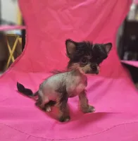 Siri true hairless, a female Chinese Crested and Pekingese for sale in San Antonio, TX – 1 of 4