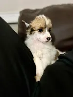 Linda puff, a female Chinese Crested for sale in San Antonio, TX – Photo 6 of 7