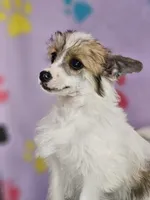 Linda puff, a female Chinese Crested for sale in San Antonio, TX – Photo 7 of 7