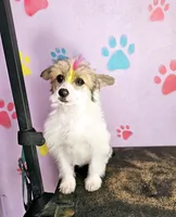 Linda puff, a female Chinese Crested for sale in San Antonio, TX – Photo 4 of 7