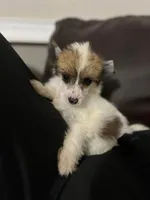 Linda puff, a female Chinese Crested for sale in San Antonio, TX – Photo 2 of 7