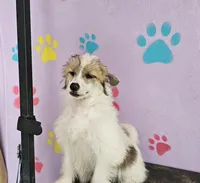 Linda puff, a female Chinese Crested for sale in San Antonio, TX – Photo 3 of 7