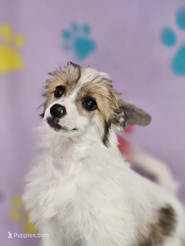 Linda puff, a female Chinese Crested for sale in San Antonio, TX – Photo 1 of 7