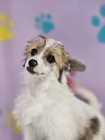 Linda puff, a female Chinese Crested for sale in San Antonio, TX – Photo 1 of 7