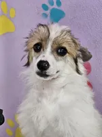 Linda puff, a female Chinese Crested for sale in San Antonio, TX – Photo 5 of 7