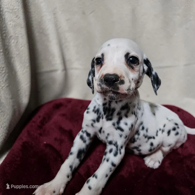 Valentino – Dalmatian puppy for sale in San Antonio, TX