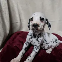 Valentino, a male Dalmatian for sale in San Antonio, TX – 1 of 5