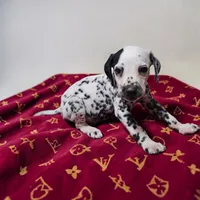 Reed, a male Dalmatian for sale in San Antonio, TX – 7 of 7