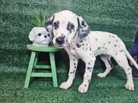 Winona, a female Dalmatian for sale in San Antonio, TX – 6 of 6