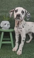Winona, a female Dalmatian for sale in San Antonio, TX – 4 of 6