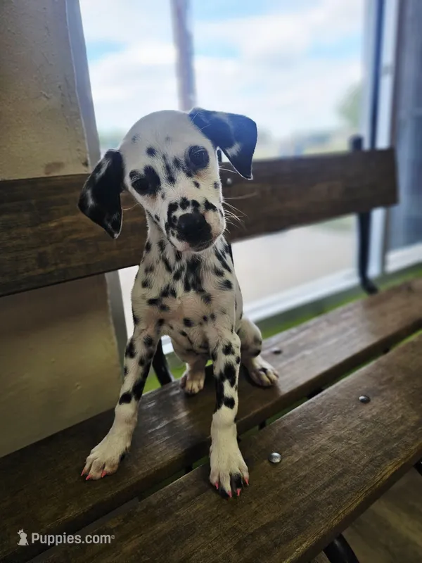 Sweeney – Dalmatian puppy for sale in San Antonio, TX