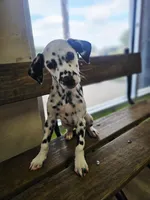 Sweeney, a female Dalmatian for sale in San Antonio, TX – 5 of 6