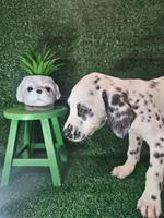 Winona, a female Dalmatian for sale in San Antonio, TX – 2 of 6