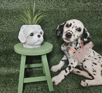 Sweeney, a female Dalmatian for sale in San Antonio, TX – 6 of 6