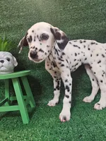 Sweeney, a female Dalmatian for sale in San Antonio, TX – 3 of 6