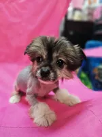 Lainey true  hairless, a female Chinese Crested and Pekingese for sale in San Antonio, TX – 2 of 7