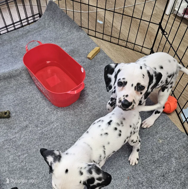 Flower – Dalmatian puppy for sale in San Antonio, TX