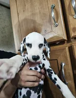 Uno, a male Dalmatian for sale in San Antonio, TX – 2 of 9