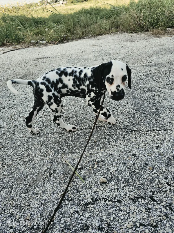 Reed – Dalmatian puppy on hold in San Antonio, TX