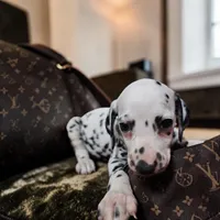 Flower, a female Dalmatian for sale in San Antonio, TX – 3 of 5