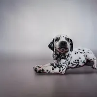 Mila, a female Dalmatian for sale in San Antonio, TX – 3 of 5