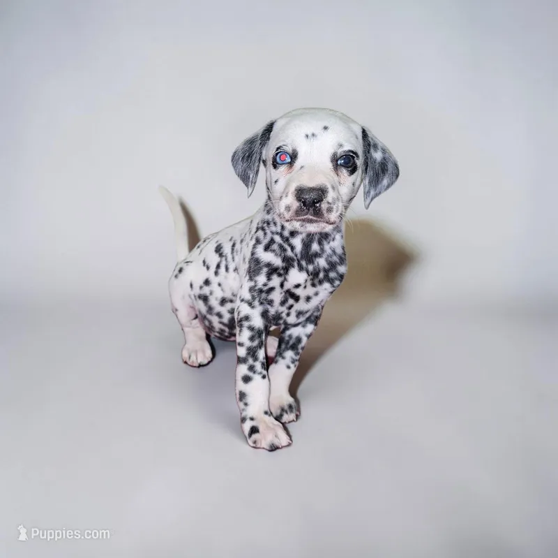 Cora – Dalmatian puppy on hold in San Antonio, TX