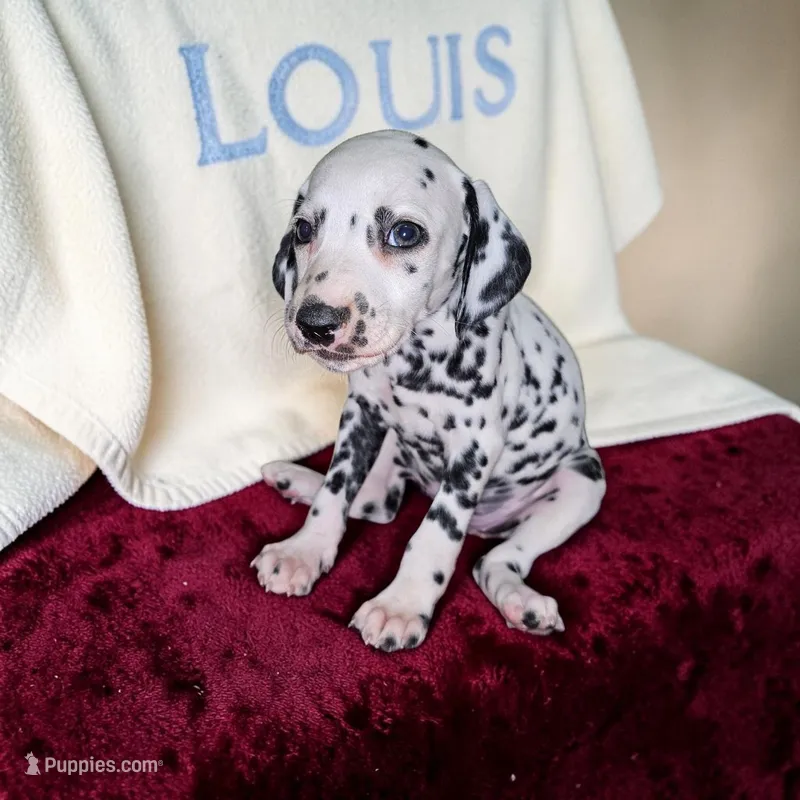 Flower – Dalmatian puppy for sale in San Antonio, TX