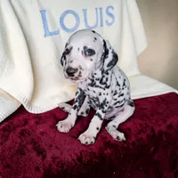 Flower, a female Dalmatian for sale in San Antonio, TX – 2 of 5