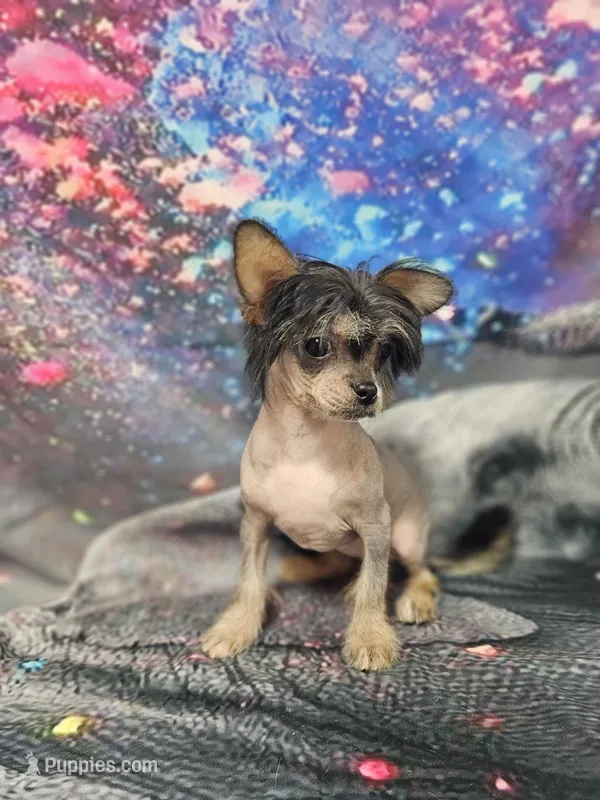 Siri true hairless – Chihuahua, Chinese Crested puppy for sale in San Antonio, TX