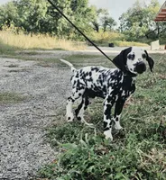 Reed, a male Dalmatian for sale in San Antonio, TX – 6 of 7