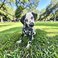 Reed, a male Dalmatian for sale in San Antonio, TX – 3 of 7