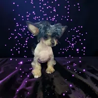 Siri true hairless, a female Chihuahua and Chinese Crested for sale in San Antonio, TX – 3 of 5