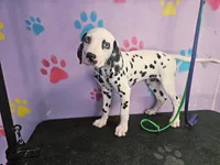 Cyan 2blue eyes, a female Dalmatian for sale in San Antonio, TX – Photo 1 of 8