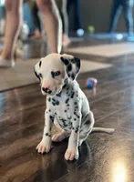 Cyan 2blue eyes, a female Dalmatian for sale in San Antonio, TX – Photo 4 of 8