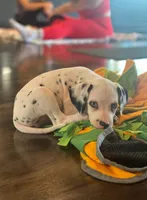 Cyan 2blue eyes, a female Dalmatian for sale in San Antonio, TX – Photo 2 of 8