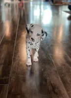 Cyan 2blue eyes, a female Dalmatian for sale in San Antonio, TX – Photo 3 of 8