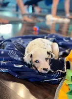 Cyan 2blue eyes, a female Dalmatian for sale in San Antonio, TX – Photo 7 of 8