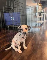 Davey 1 blue eye, a male Dalmatian for sale in San Antonio, TX – Photo 5 of 5