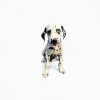 Davey 1 blue eye, a male Dalmatian for sale in San Antonio, TX – Photo 3 of 5